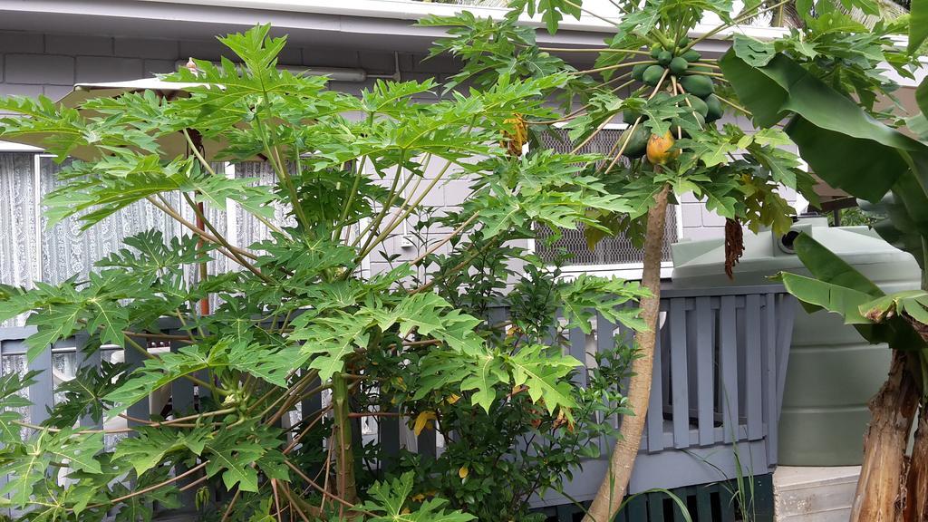 Dayspring Lodge Nuku'alofa Exteriör bild